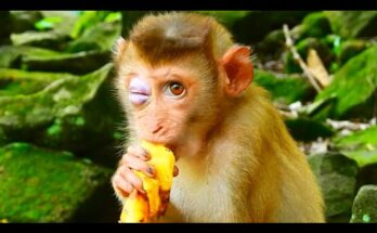 Injured Baby Monkey With Eye Wound Draws Concern Online
