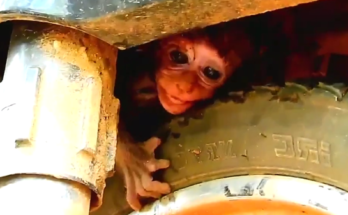 Baby monkey hiding beneath a motorbike while mother gently reaches to retrieve him in Angkor Wat forest