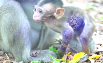 Young monkey resting on a low branch with one arm held close in Angkor Wat forest