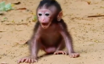 Baby monkey vocalizing while sitting near its mother in Angkor Wat forest