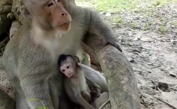 Baby monkey sitting quietly while mother walks ahead in Angkor Wat forest