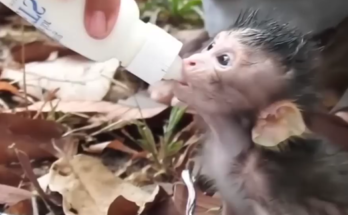 Small baby monkey sitting quietly on tree roots, looking toward forest path
