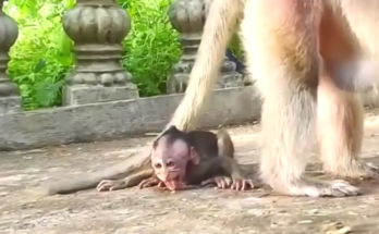 Baby monkey slowly crawling toward its mother on a quiet forest floor at Angkor Wat