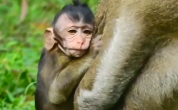 Baby monkey hesitating while mother encourages it to walk independently on a forest path