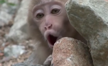 baby monkey sitting quietly on tree root in Angkor forest