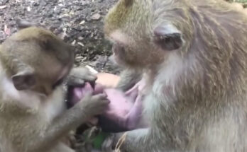 Baby monkey hiding near tree roots in the Angkor Wat forest while looking toward nearby monkeys.