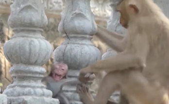 Baby monkey balancing carefully on a tree branch in Angkor forest