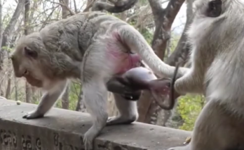 Baby monkey clinging tightly to mother in Angkor Wat forest as another monkey approaches nearby