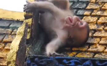 Baby monkey perched high in Angkor Wat forest canopy, looking downward
