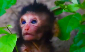 Baby monkey sitting alone near a tree root in the Angkor Wat forest while watching the distance.