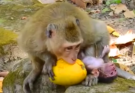 Baby monkey reaching toward mother eating fruit in Angkor Wat forest