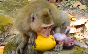 Baby monkey reaching toward mother eating fruit in Angkor Wat forest