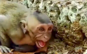 Baby monkey reaching toward its mother while sitting among tree roots in the Angkor Wat forest.
