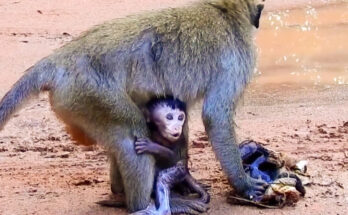 Baby monkey staying close to its mother in the Angkor Wat forest while another monkey approaches nearby.