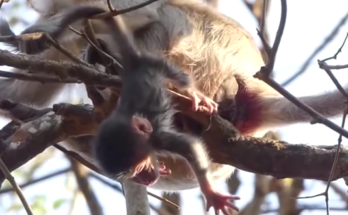 baby monkey holding branch after slipping in Angkor Wat forest