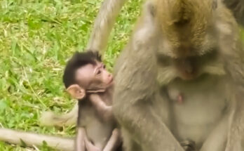 Young monkey sitting quietly beside temple stones in the Angkor Wat forest during early morning light.