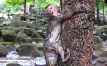 Baby monkey slipping briefly into shallow water as mother reaches down from a tree branch in Angkor Wat forest