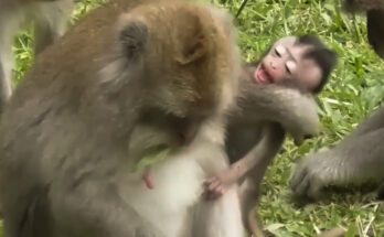 Baby monkey sitting quietly near its mother in the Angkor Wat forest after trying to nurse.