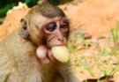 Young macaque monkey named Bobby sitting quietly in Angkor Wat forest with a visible blue-tinted eye injury, looking gently toward the camera