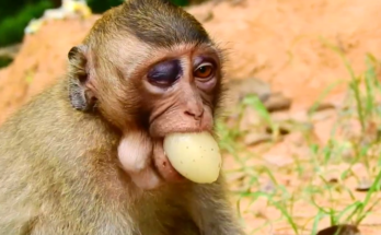 Young macaque monkey named Bobby sitting quietly in Angkor Wat forest with a visible blue-tinted eye injury, looking gently toward the camera