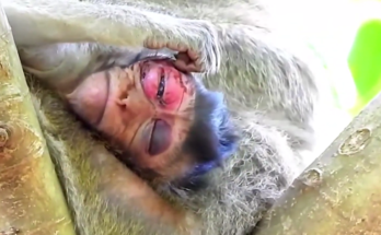 Baby monkey with eye injury resting beside his mother in the Angkor Wat forest, Cambodia