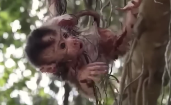 Baby monkey clinging to a tree branch while mother watches nearby in Angkor forest