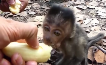 Baby monkey reaching for food while mother gently intervenes in Angkor Wat forest