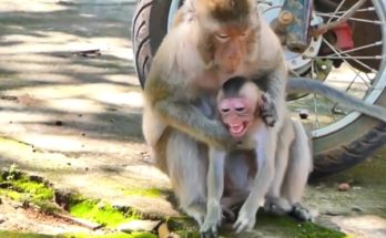 Small monkey sitting cautiously on a parked motorbike in Angkor Wat forest
