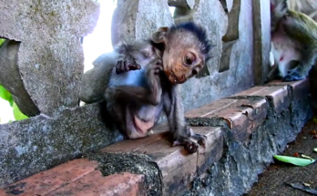 Baby monkey sitting on stone, breathing heavily while reaching for fruit in Angkor forest