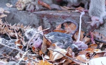 Mother monkey Rozy holding her newborn baby gently on a tree branch in Angkor Wat forest.