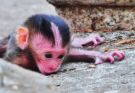Newborn monkey resting alone on a low branch in Angkor Wat forest