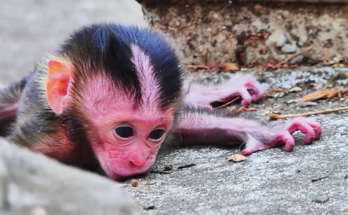 Newborn monkey resting alone on a low branch in Angkor Wat forest