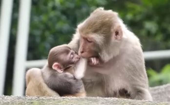 Baby monkey observing group quietly in Angkor Wat forest canopy
