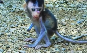 A small, tired baby monkey resting quietly against an ancient moss-covered stone wall in the Angkor Wat forest, looking gently toward the camera.