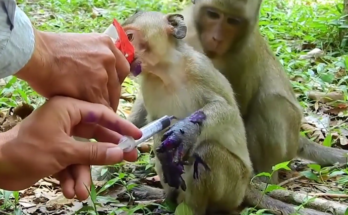 A small wild monkey resting quietly while wildlife caregivers gently examine its injured hand near the ancient temples of Angkor Wat, Cambodia.