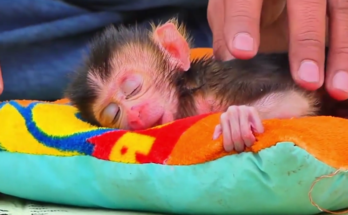 A weakened wild monkey being gently cared for by a human rescuer in the ancient forests near Angkor Wat, Cambodia.