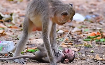 A mother monkey and her young in the Angkor Wat forest canopy during a quiet moment of early independence.