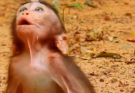 Baby monkey reaching toward mother while she gently creates space in Angkor forest