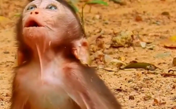 Baby monkey reaching toward mother while she gently creates space in Angkor forest