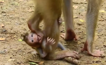Mother monkey guiding her baby through gentle distance in forest canopy