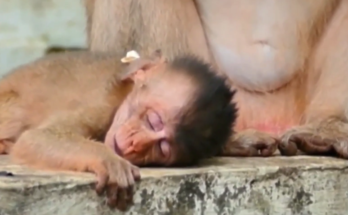 Small baby monkey sitting alone near tree roots in Angkor forest