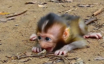 small baby monkey sitting alone on a tree branch in Angkor forest