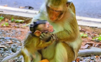 A young monkey sits alone on a tree root while others gather in the background in Angkor forest.