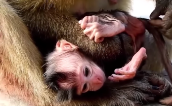 Young monkey mother carefully holding her baby in the Angkor Wat forest canopy during soft morning light.