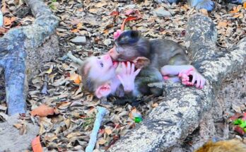 A Baby Monkey's Unexpected Moment of Affection for Little Levy