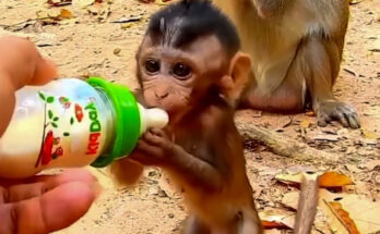 Alba the small monkey cautiously reaching for food near the Angkor Wat forest ruins.