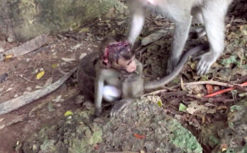 Mother monkey carrying injured baby through the Angkor Wat forest trail.