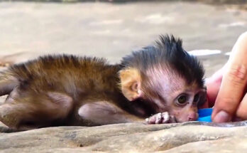 Weak baby monkey resting quietly beside tree roots in the Angkor Wat forest while another young monkey stays nearby.