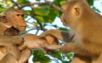 Mother monkey holding her baby protectively in the Angkor Wat forest after a young monkey approached too closely.