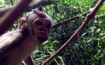 Baby monkey quietly resting against its mother after tension within the troop at Angkor Wat.